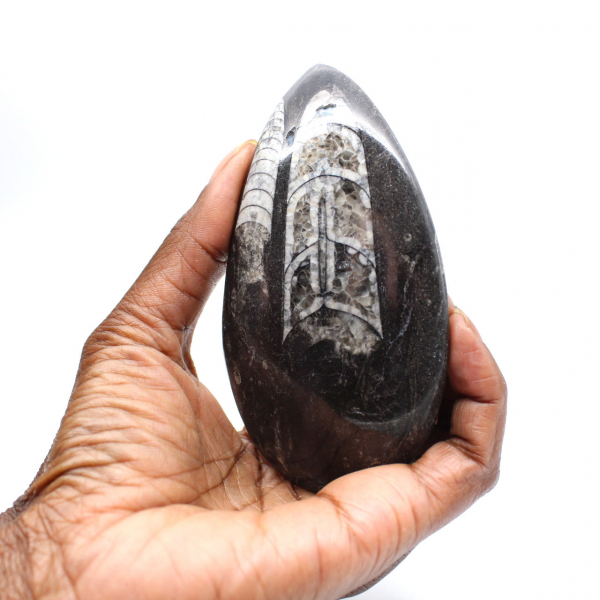Fossil Orthoceras