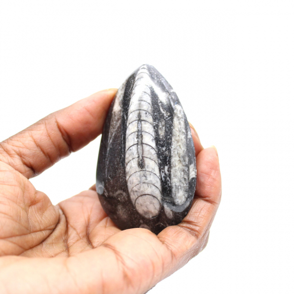 Fossil Orthoceras from Morocco