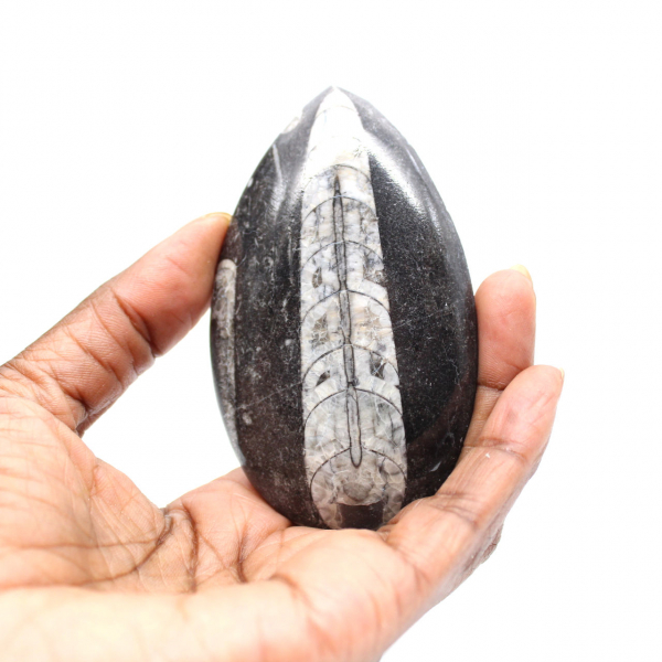 Fossil Orthoceras