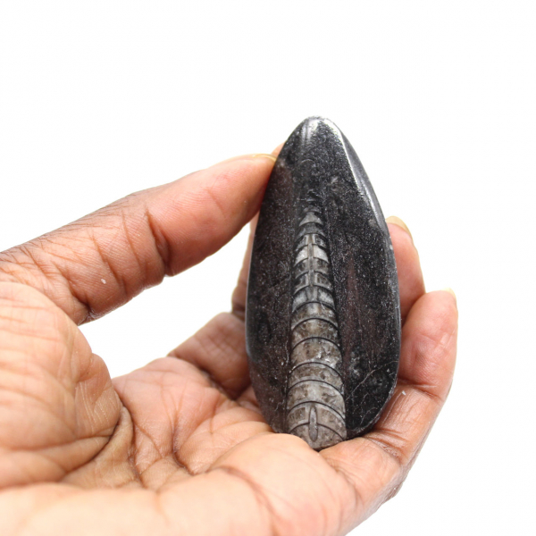 Fossil Orthoceras from Morocco