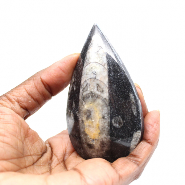 Fossil Orthoceras