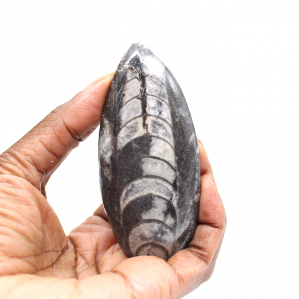 Fossil Orthoceras