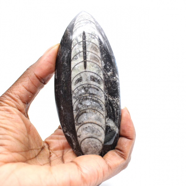 Fossil Orthoceras from Morocco