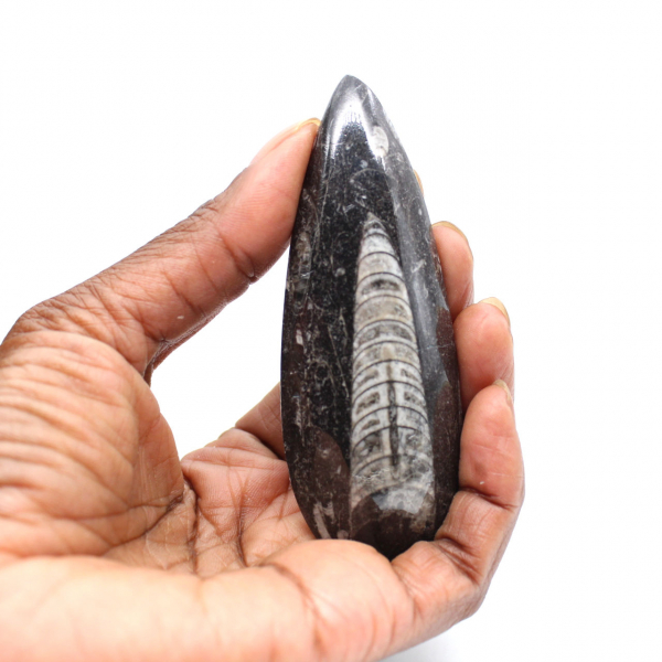 Fossil Orthoceras from Morocco