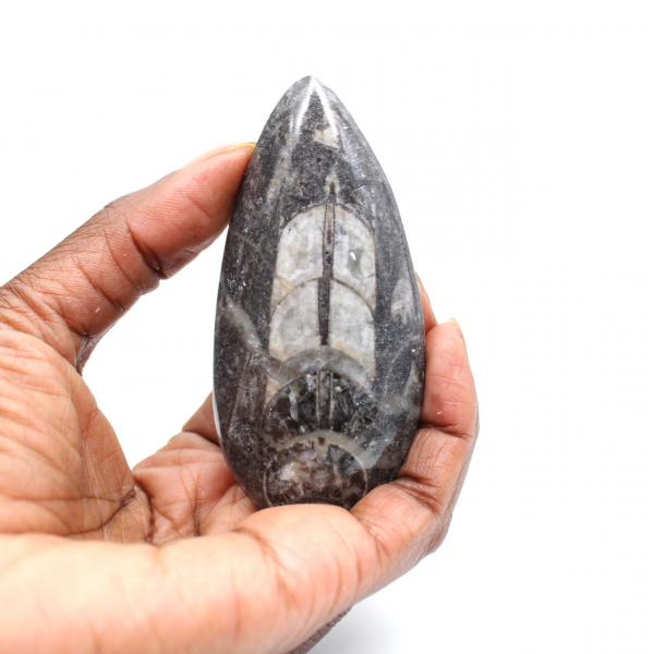 Fossil Orthoceras