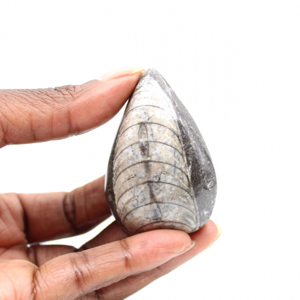 Fossil Orthoceras from Morocco