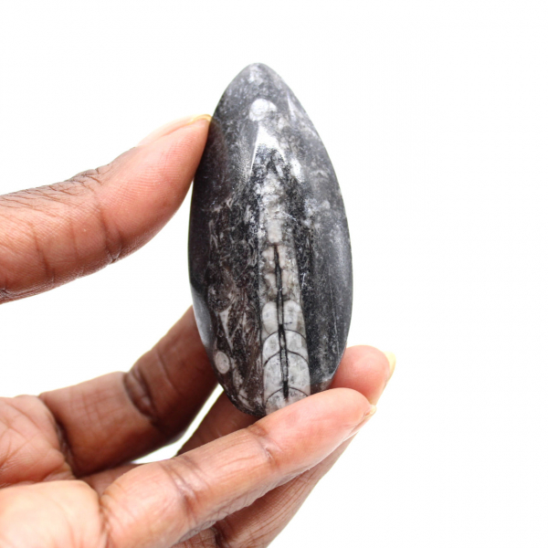 Fossil Orthoceras