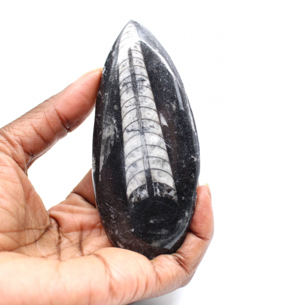 Fossil Orthoceras from Morocco