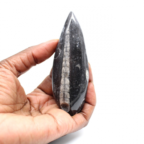 Fossil Orthoceras