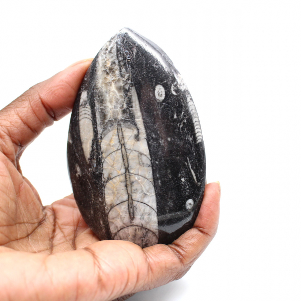 Fossil Orthoceras from Morocco