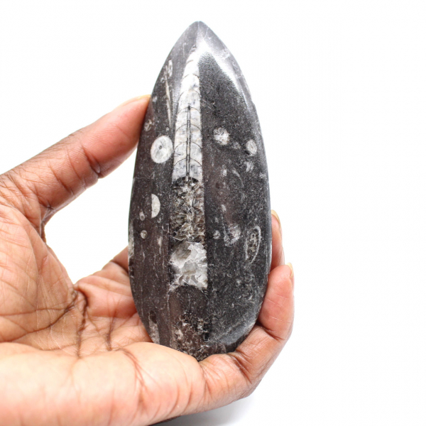 Fossil Orthoceras