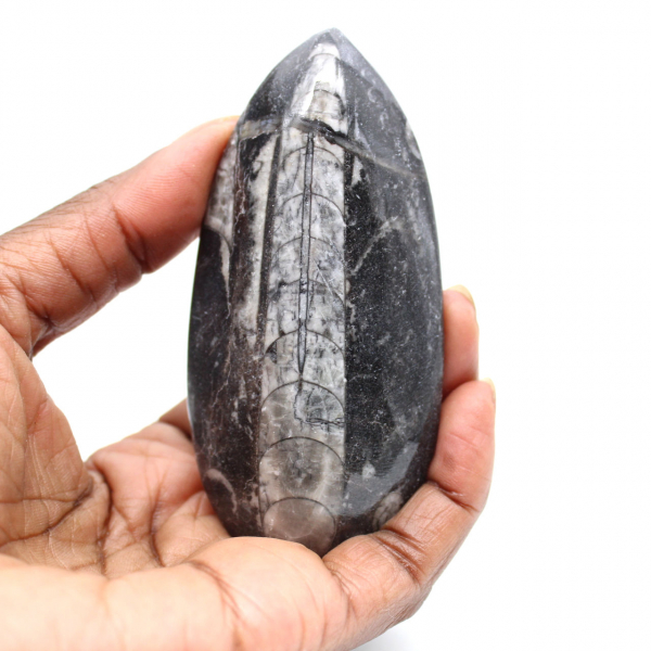 Fossil Orthoceras from Morocco