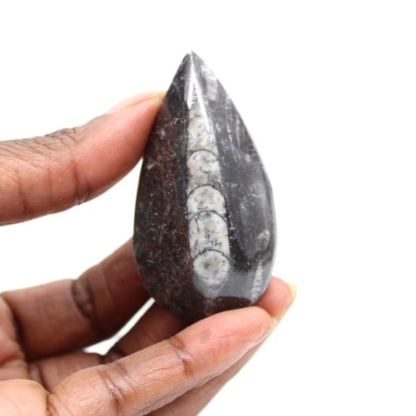 Fossil Orthoceras
