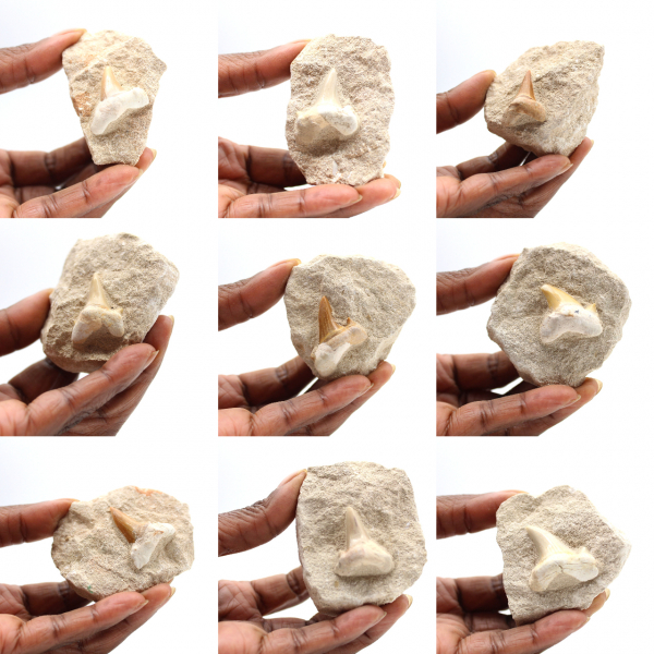 Fossil tooth of Otodus from Morocco