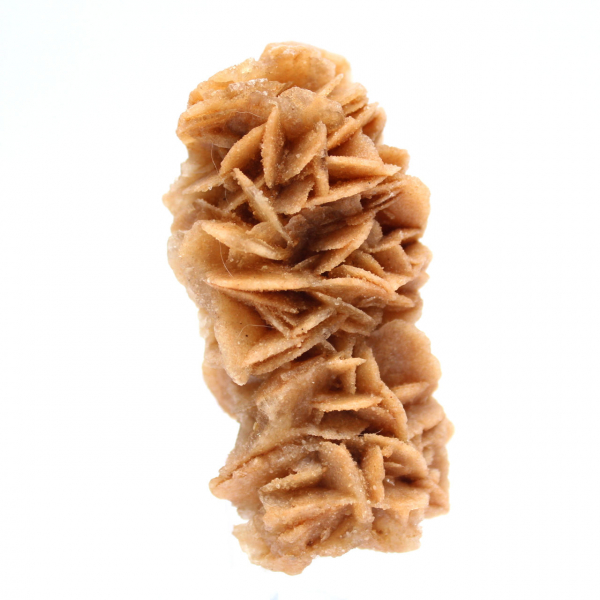 Fossil sand rose from Tunisia