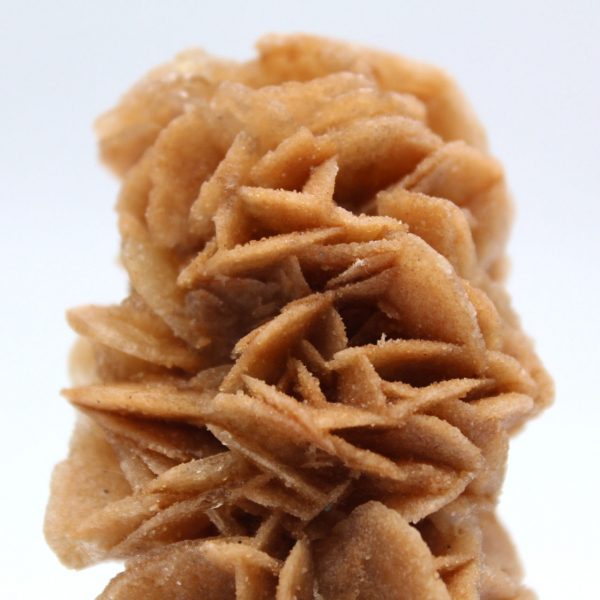 Fossil sand rose from Tunisia