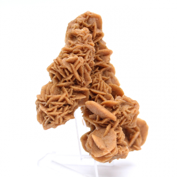 Unique specimen of sand rose