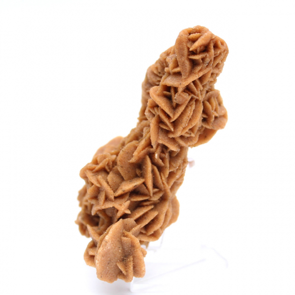 Unique specimen of sand rose