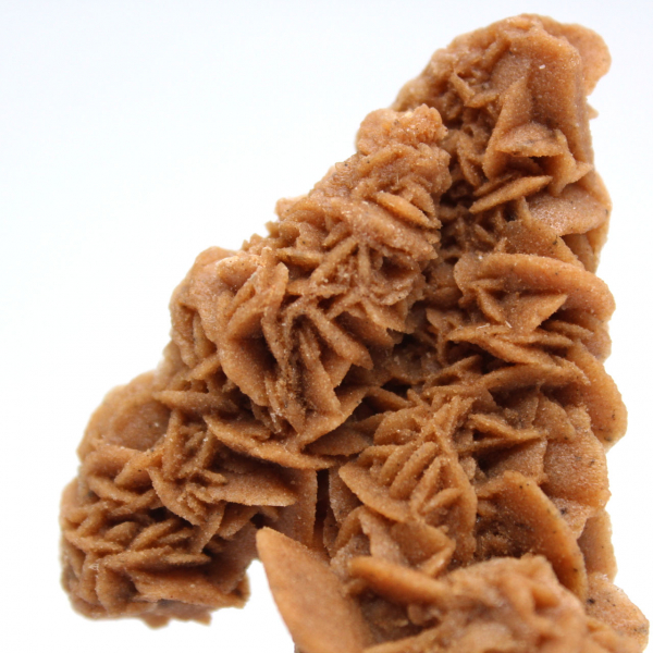Unique specimen of sand rose