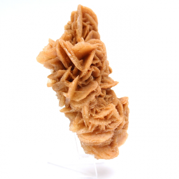 Decorative specimen of sand rose