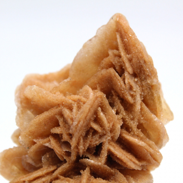 Decorative specimen of sand rose