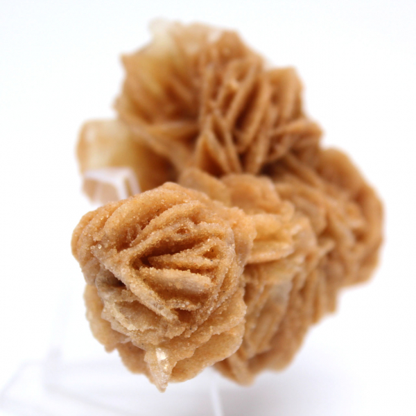 Tunisian Sand Rose