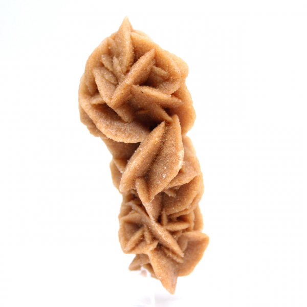 Rose des sables collection from Tunisia
