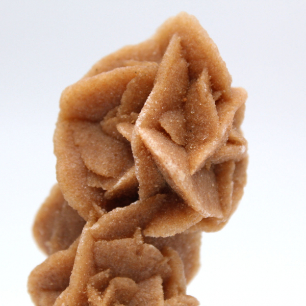 Rose des sables collection from Tunisia