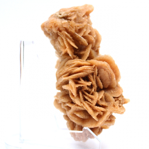 Natural sand rose from Tunisia