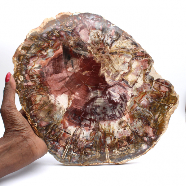 Petrified wood (fossil) polished slice, decorative specimen from Madagascar Petrified wood (fossil) polished slice, decorative specimen from Madagascar