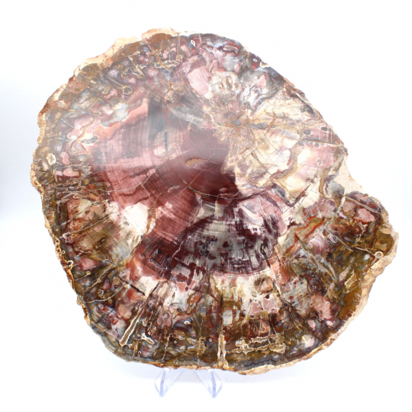 Petrified wood (fossil) polished slice, decorative specimen from Madagascar Petrified wood (fossil) polished slice, decorative specimen from Madagascar
