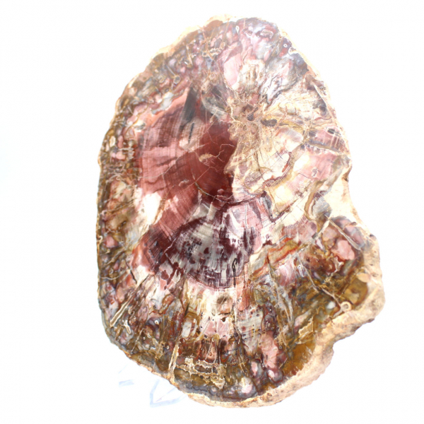 Petrified wood (fossil) polished slice, decorative specimen from Madagascar Petrified wood (fossil) polished slice, decorative specimen from Madagascar