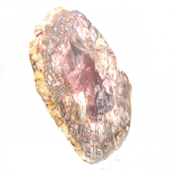 Petrified wood (fossil) polished slice, decorative specimen from Madagascar Petrified wood (fossil) polished slice, decorative specimen from Madagascar