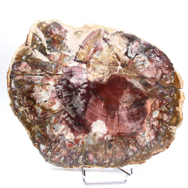 Petrified wood (fossil) polished slice, decorative specimen from Madagascar Petrified wood (fossil) polished slice, decorative specimen from Madagascar