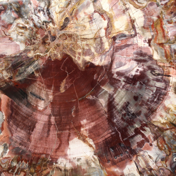 Petrified wood (fossil) polished slice, decorative specimen from Madagascar Petrified wood (fossil) polished slice, decorative specimen from Madagascar