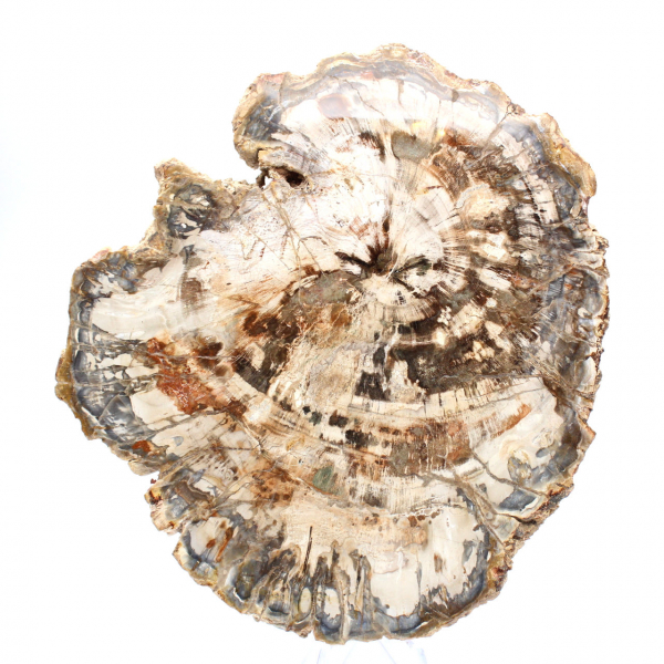Collectible fossil wood slice, polished on both sides, Madagascar Collectible fossil wood slice, polished on both sides, Madagascar