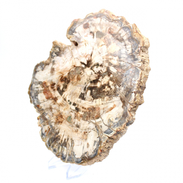 Collectible fossil wood slice, polished on both sides, Madagascar Collectible fossil wood slice, polished on both sides, Madagascar