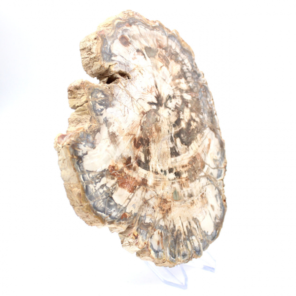 Collectible fossil wood slice, polished on both sides, Madagascar Collectible fossil wood slice, polished on both sides, Madagascar