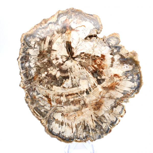 Collectible fossil wood slice, polished on both sides, Madagascar Collectible fossil wood slice, polished on both sides, Madagascar