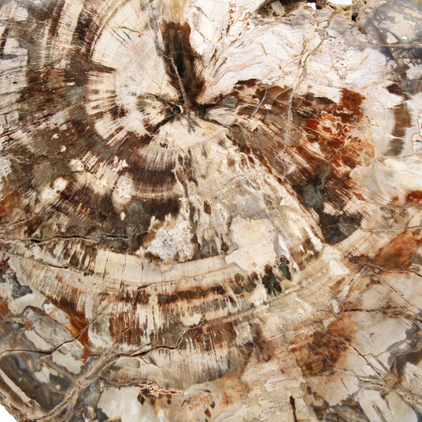 Collectible fossil wood slice, polished on both sides, Madagascar Collectible fossil wood slice, polished on both sides, Madagascar