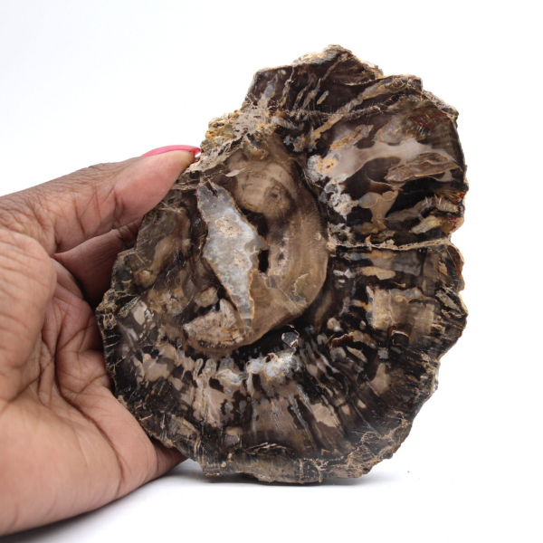 Polished petrified wood slice, small fossil ornament, Madagascar Polished petrified wood slice, small fossil ornament, Madagascar