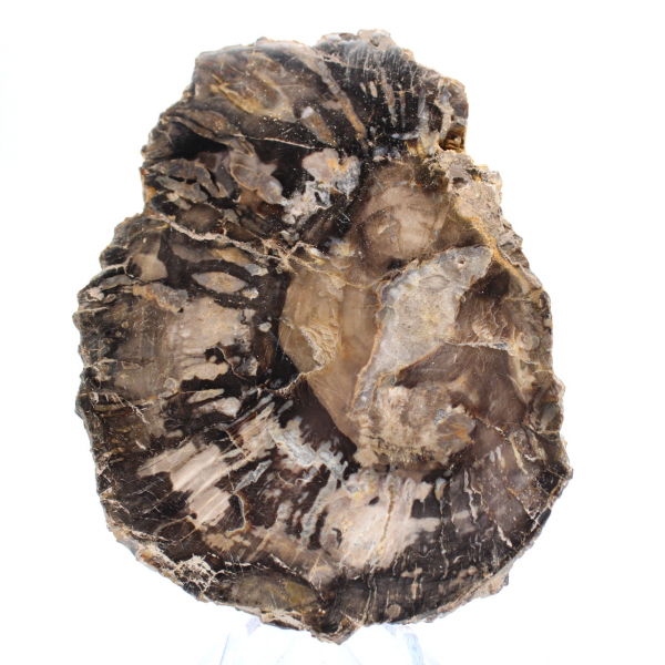 Small polished petrified wood, authentic fossil slice, Madagascar Small polished petrified wood, authentic fossil slice, Madagascar