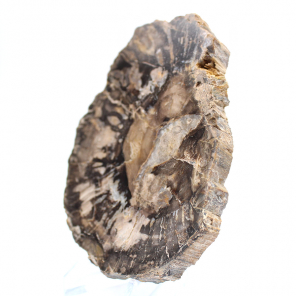 Small polished petrified wood, authentic fossil slice, Madagascar Small polished petrified wood, authentic fossil slice, Madagascar