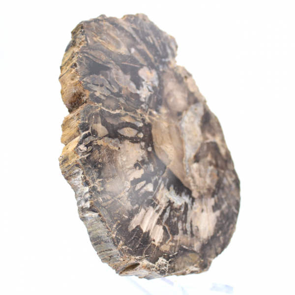 Small polished petrified wood, authentic fossil slice, Madagascar Small polished petrified wood, authentic fossil slice, Madagascar
