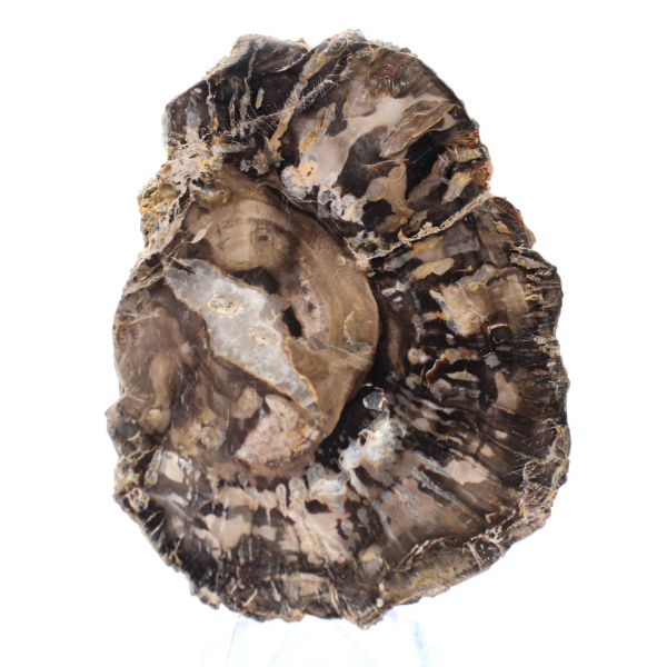 Small polished petrified wood, authentic fossil slice, Madagascar Small polished petrified wood, authentic fossil slice, Madagascar