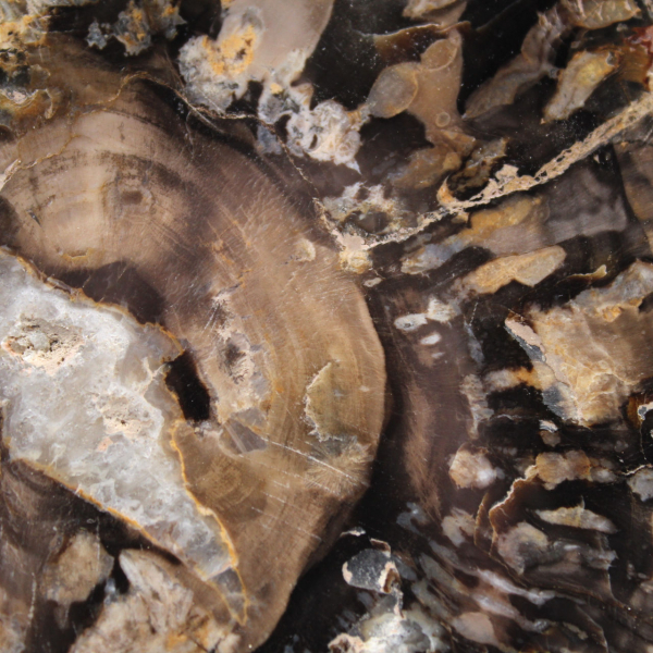 Small polished petrified wood, authentic fossil slice, Madagascar Small polished petrified wood, authentic fossil slice, Madagascar