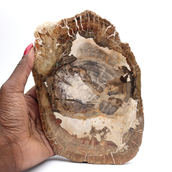 Polished petrified wood slice, small fossil ornament, Madagascar