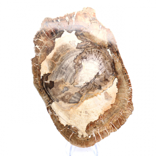 Petrified wood ornament, polished slice, collector's item, Madagascar