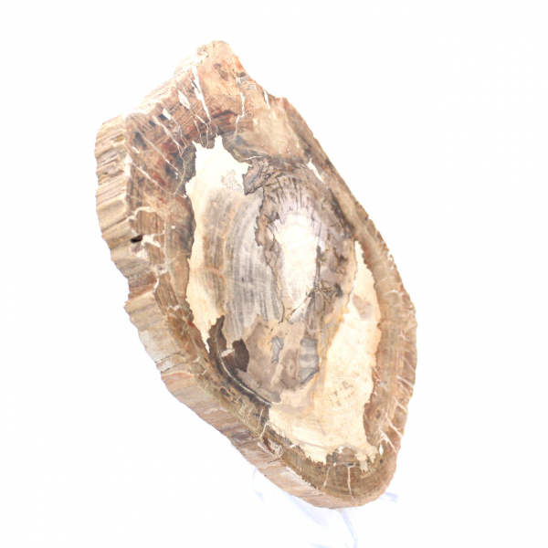Petrified wood ornament, polished slice, collector's item, Madagascar
