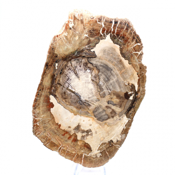 Petrified wood ornament, polished slice, collector's item, Madagascar